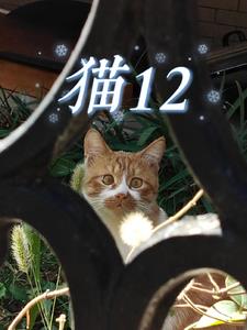 猫12